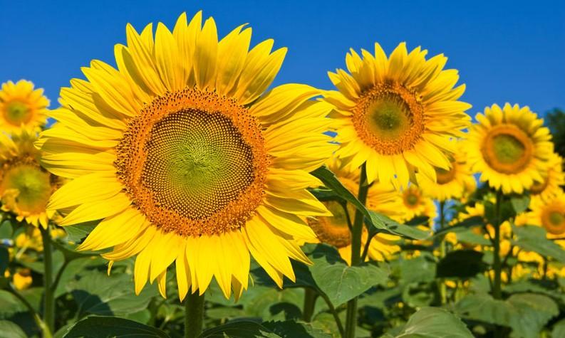 Naučnici napokon otkrili zašto suncokreti prate Sunce