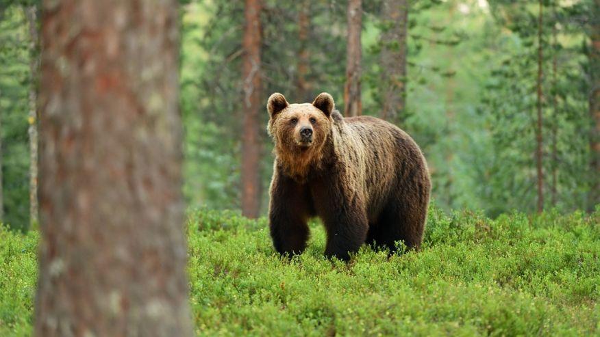 Mještani bihaćkih sela organizirali hajku na medvjede ispod Plješevice