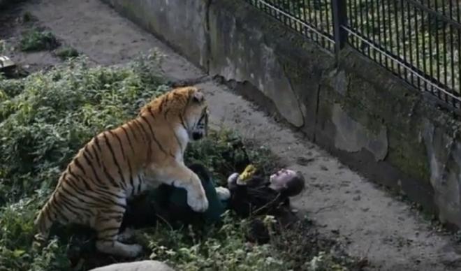 Jezive scene u zoološkom vrtu: Djeca posmatrala kako tigar napada i ujeda čuvara