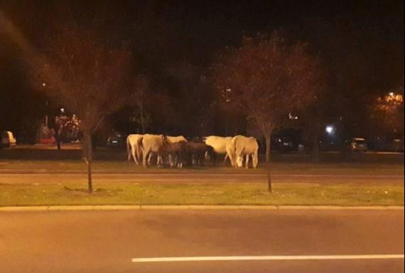 Krdo konja usred grada, prolaznici oduševljeni