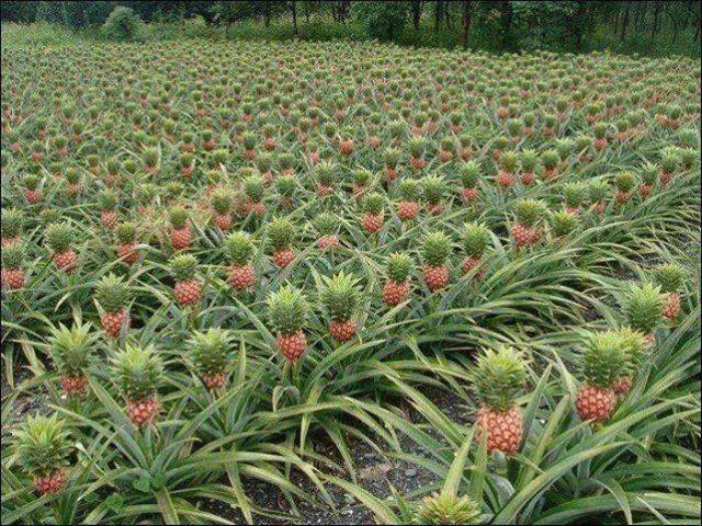 ANANAS – budući lijek protiv raka