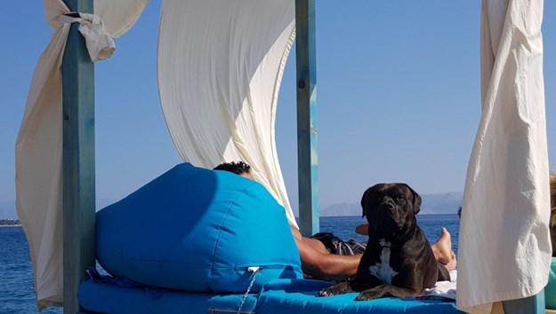 Raj za ljubimce zaista postoji i smješten je na predivnoj psećoj plaži