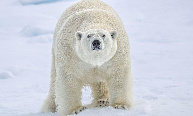 Otapanje leda ugrožava polarne medvjede: Za devet dana izgube 23 kilograma