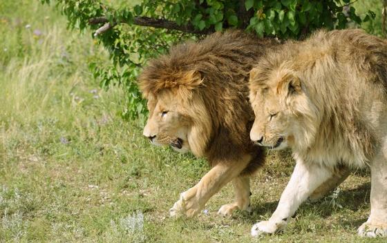 Lavovi u Južnoj Africi pojeli lovokradicu