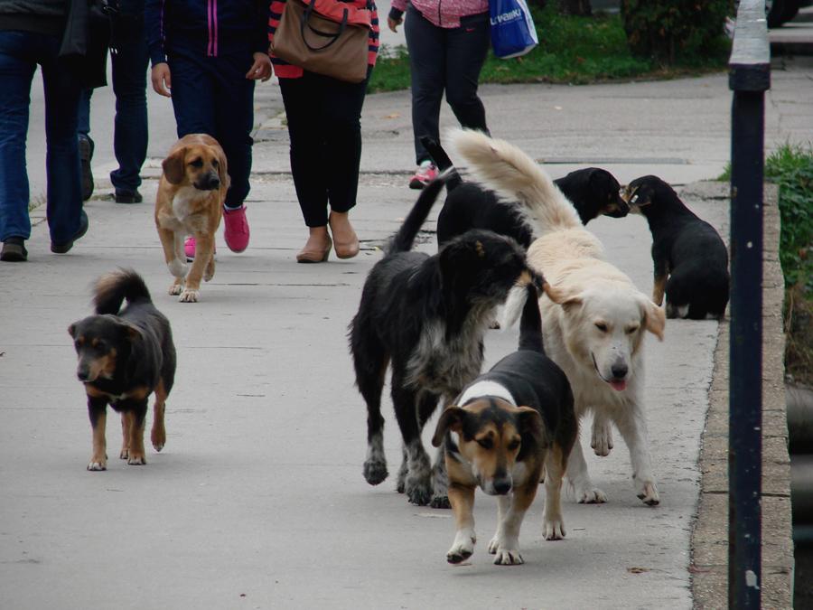 Počela besplatna sterilizacija i kastracija kućnih ljubimaca i lutalica