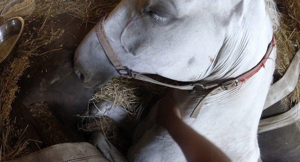 Farmer je tiho šapnuo svojoj kobili koja se borila za život, a onda se desilo pravo čudo