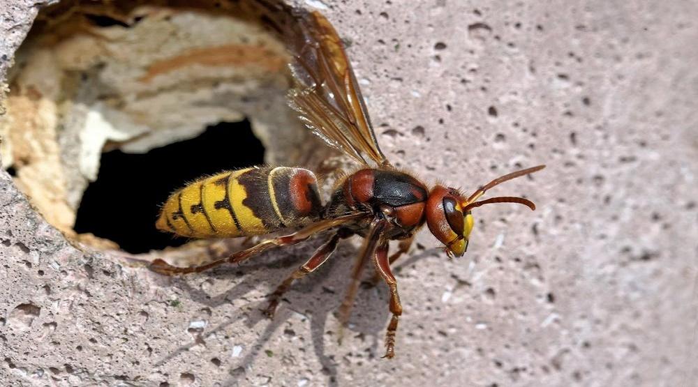 Četrdesetdvogodišnji Banjalučanin umro od posljedica uboda stršljena