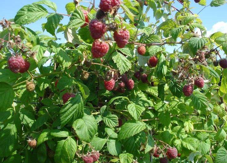 Obustavlja se otkup malina u Srednjobosanskom kantonu