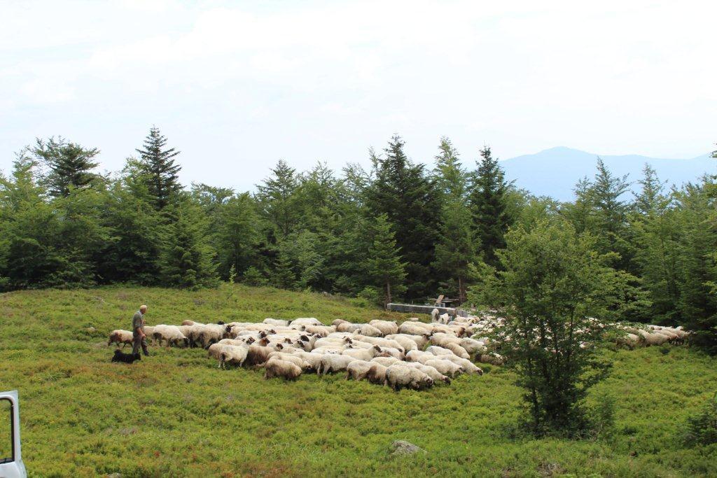 Džafić sa svojim stadom koje trenutno broji 180 ovaca - Avaz