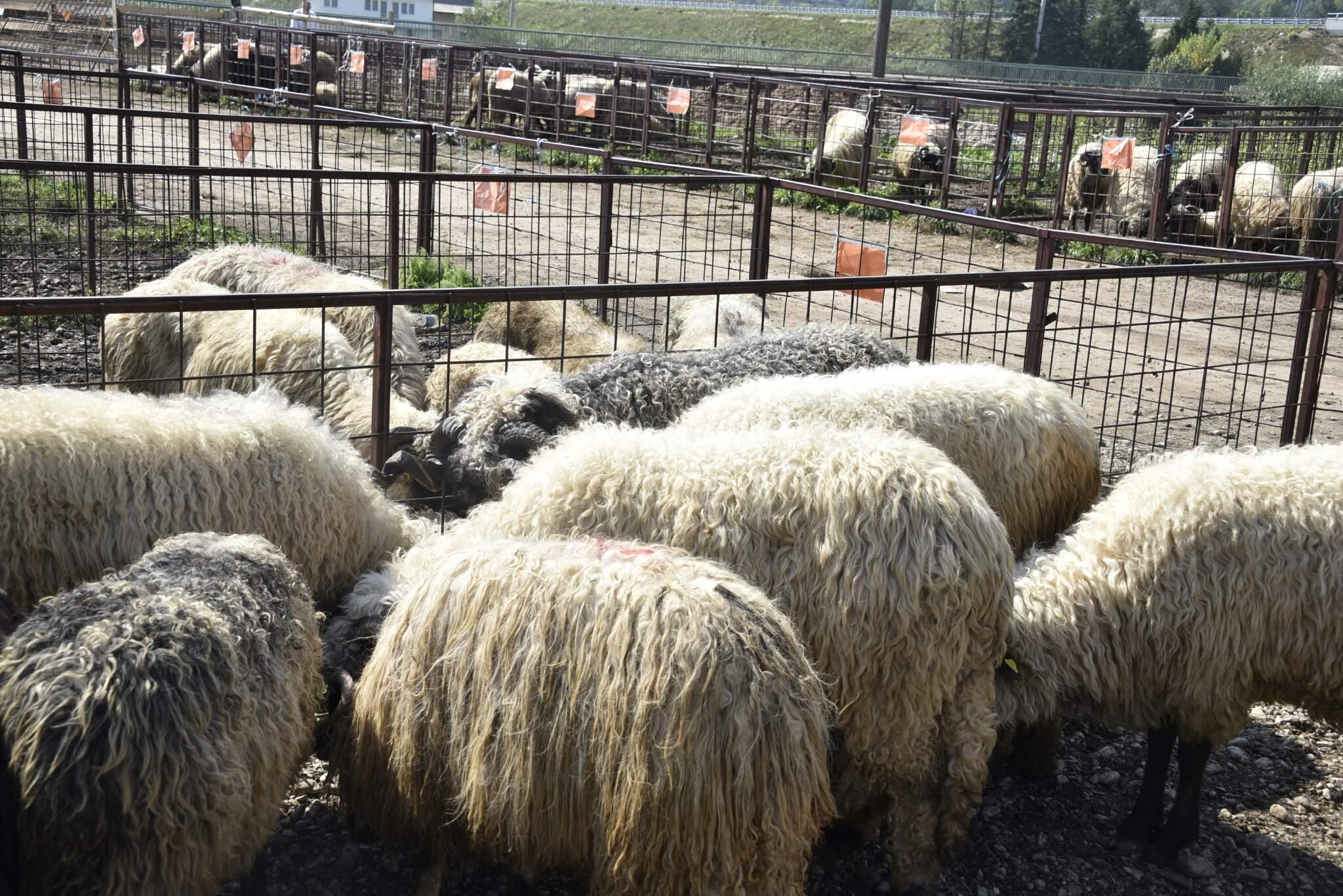 Pojačana kontrola životinja uoči Kurban-bajrama