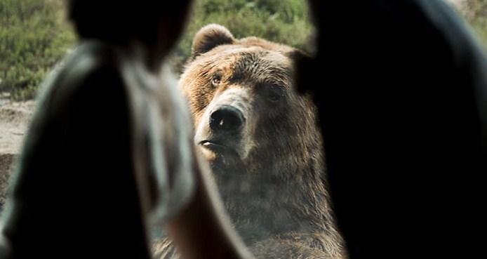 Reakcija ovog medvjeda na vjenčanje para u ZOO vrtu uljepšat će vam dan