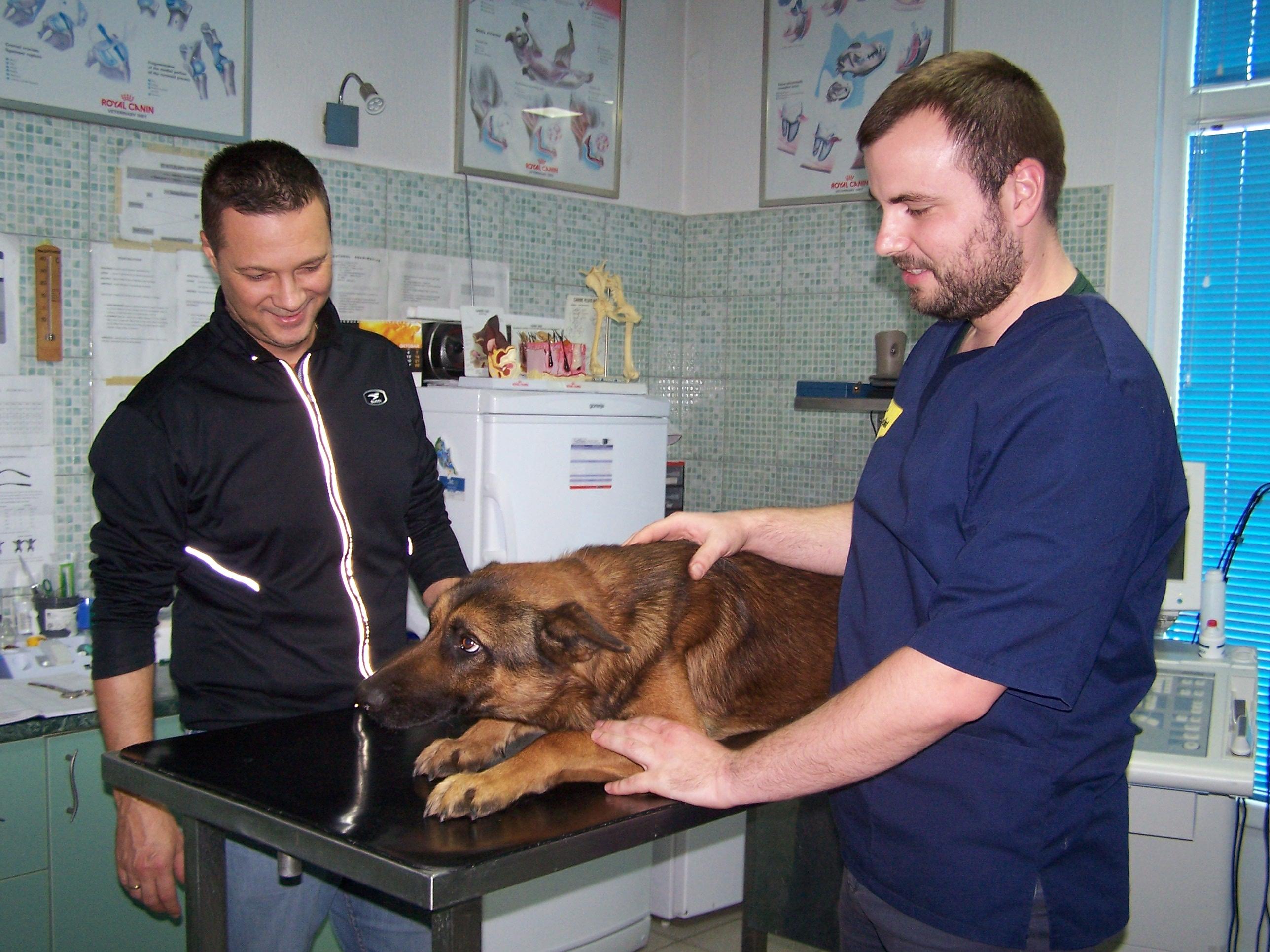 Bosanskogradiški veterinari velike duše vode brigu o psima lutalicama