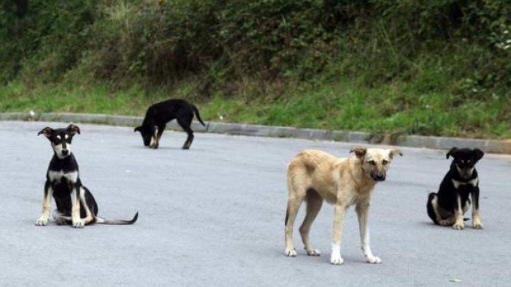 Psi lutalice uskoro će biti zbrinuti u azilu na lokalitetu Lipe