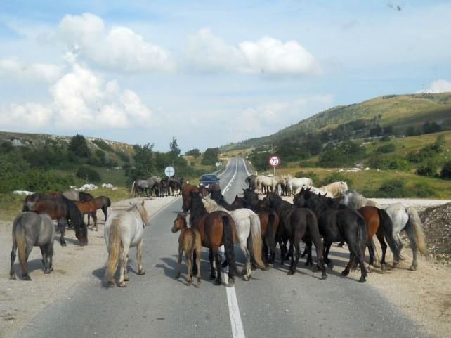 Livno: Divljem konju odsječene zadnje noge, vjerovatno za kobasice