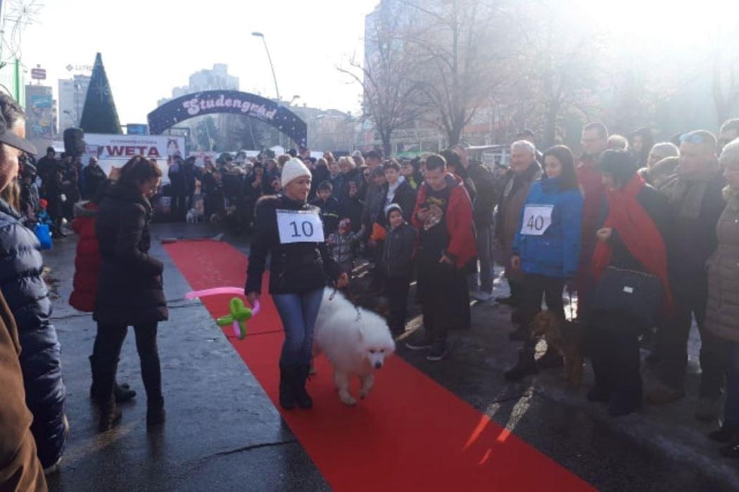 Sibirski samojed Don osvojio simpatije publike