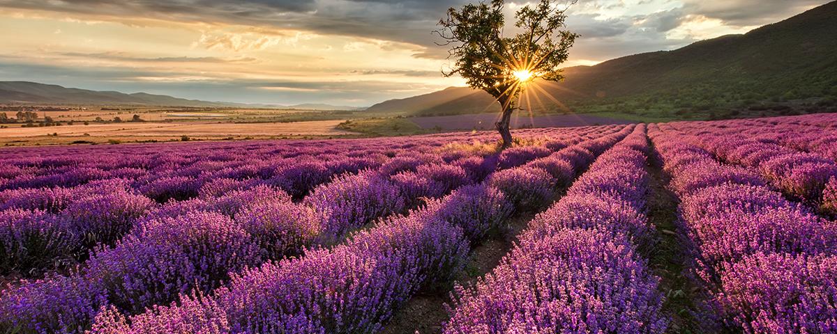 Lavanda djeluje umirujuće - Avaz