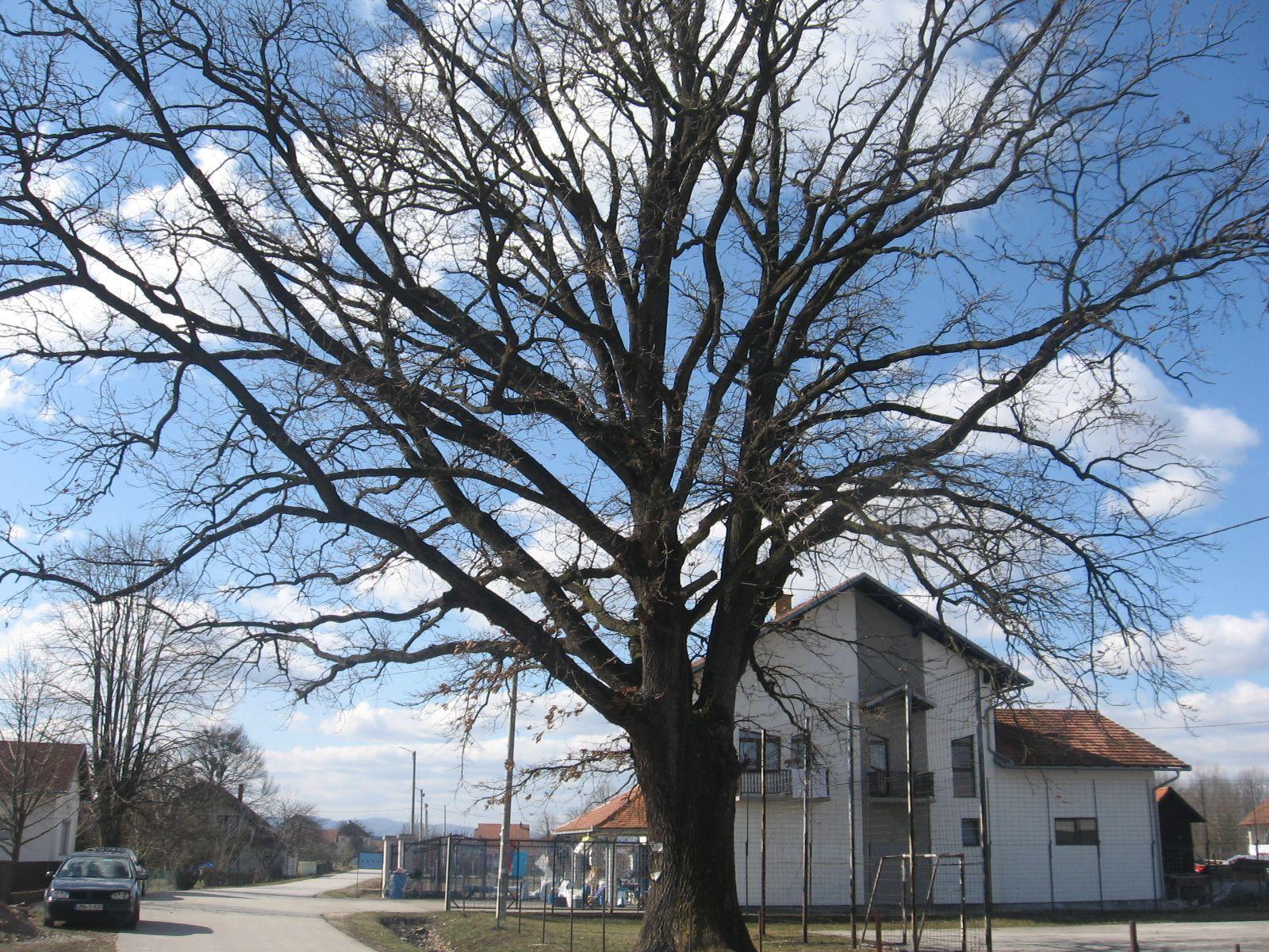 Ispod gorostasa se okupljali pastiri, igralo kolo, dogovarale mobe, žetve i berbe