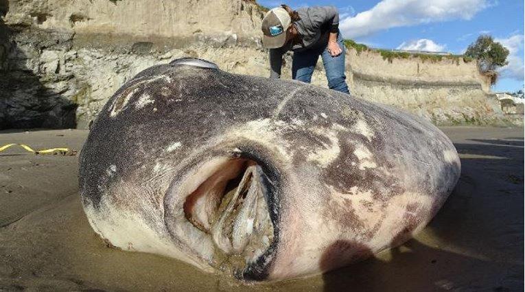 Ovo se nasukalo na plažu i iznenadilo biologe: Skoro sam pala sa stolice