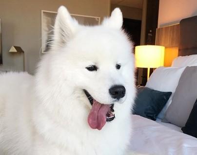 Preslatki samojed ima 350 hiljada fanova na Instagramu, pogledajte zašto