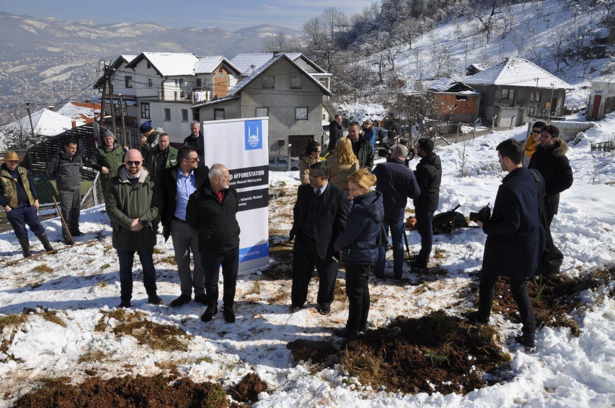 Posađene sadnice jele i smrće