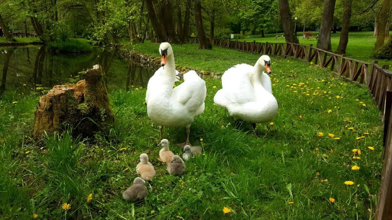 Vrelo Bosne: Prva mladunčad - Avaz