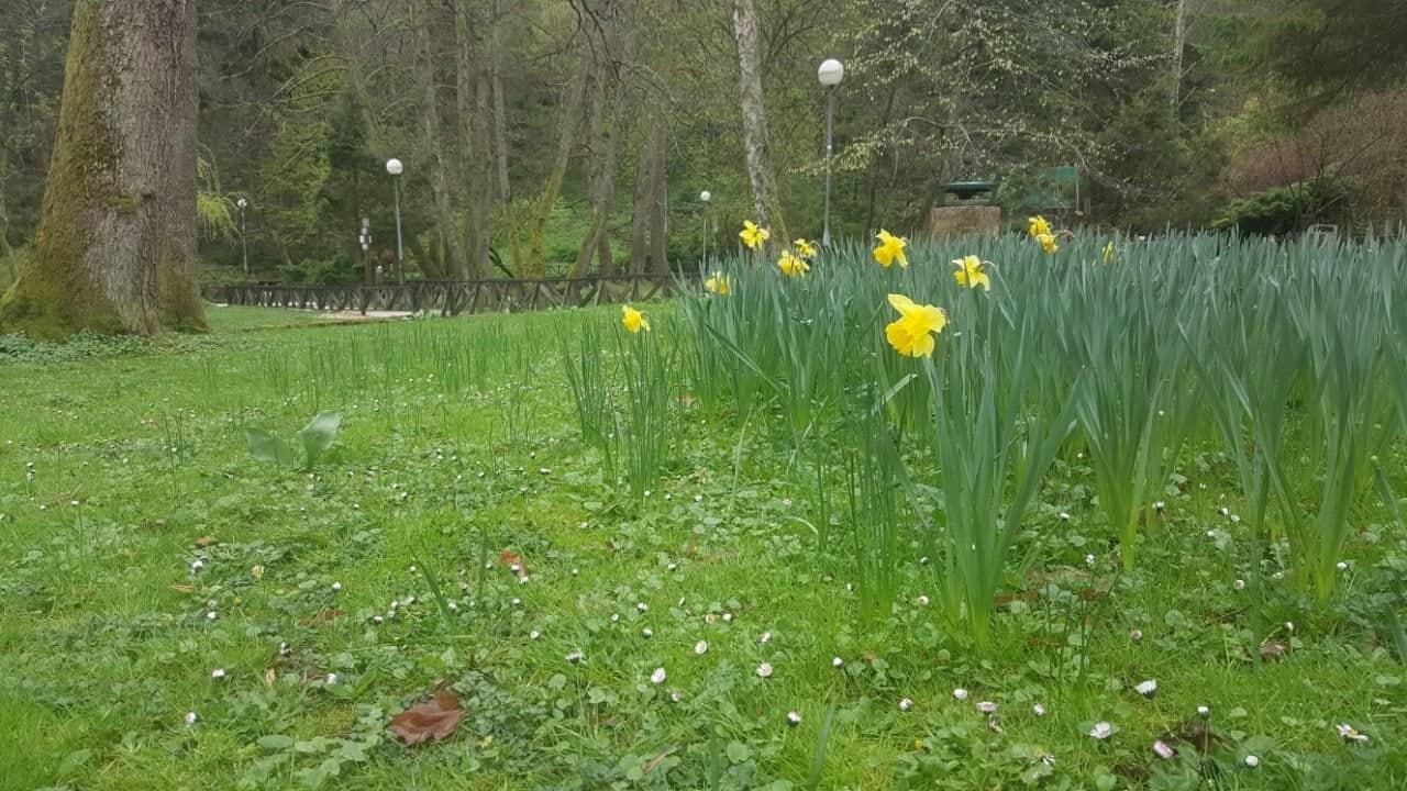 Vrelo Bosne - Avaz