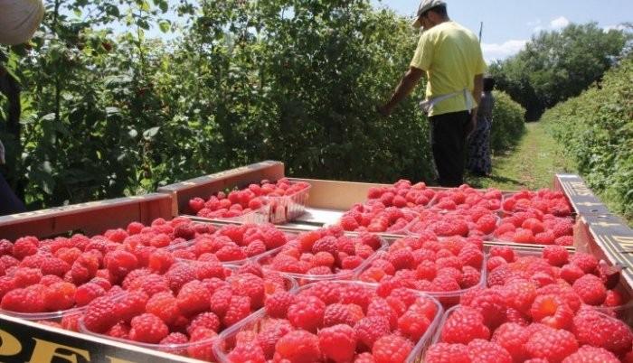 Niske cijene potopit će malinarstvo