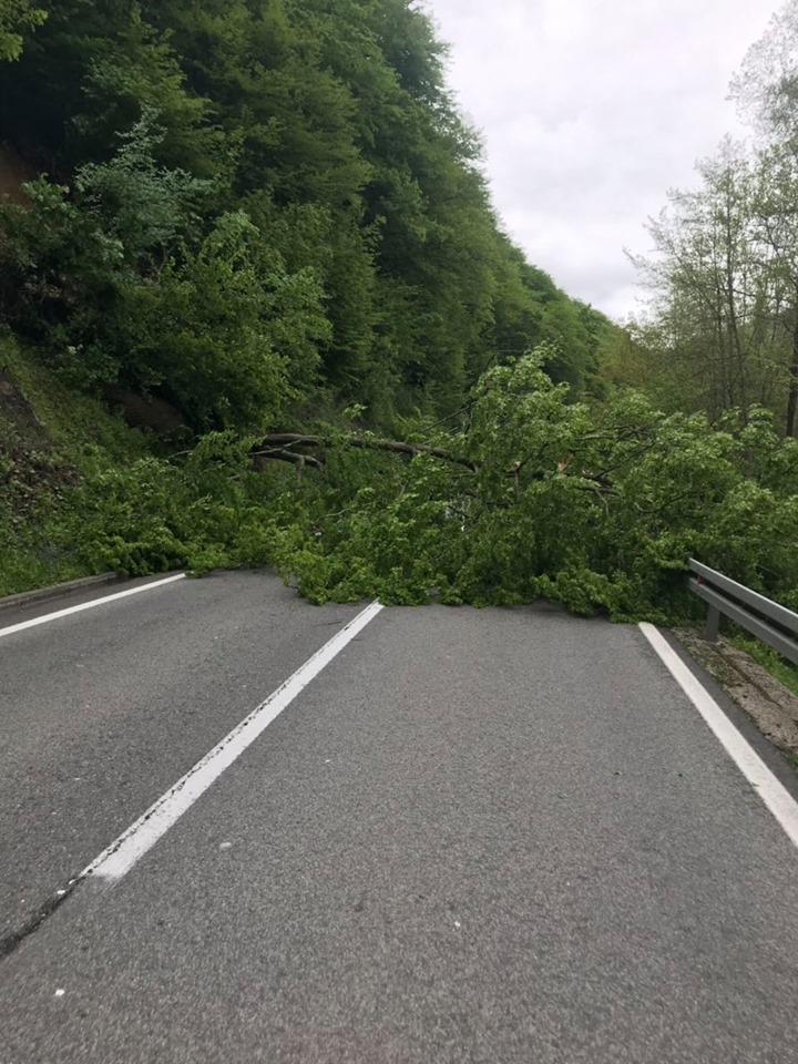 Pogledajte video: Palo stablo na cestu, a onda je vozač iz kolone uzeo stvar u svoje ruke