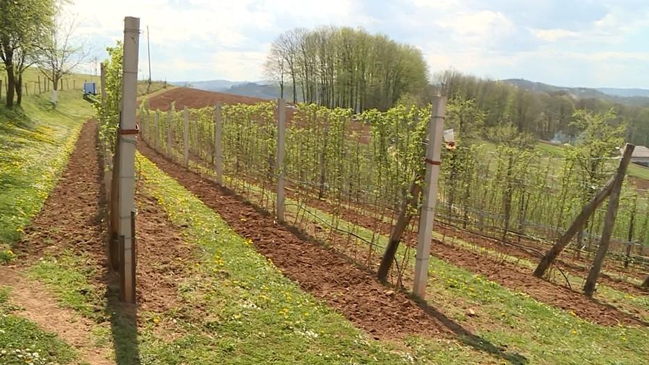 Za tri godine u USK nije zasađen nijedan malinjak