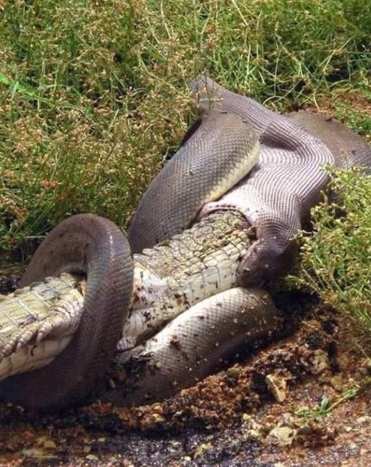 Brutalna borba pitona i krokodila: Iznenadit ćete se kad vidite koje je pobijedio