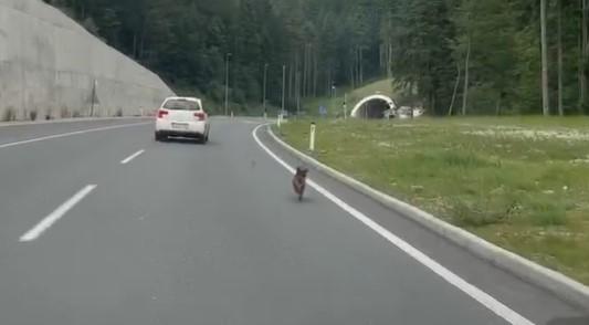 Nevjerovatno tužan prizor: Zla sudbina nedužnog stvora koji samo zna da voli