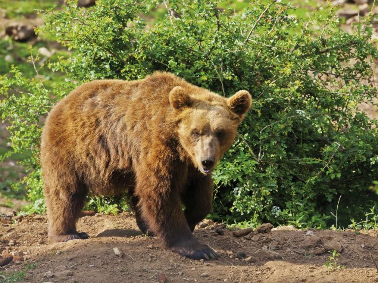 Mrki medvjedi su poznati po tome da djelimično ili potpuno "sahrane" svoj plijen - Avaz