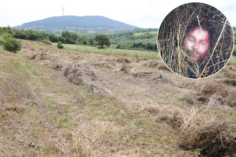 Tijelo pronašao traktorista dok je skupljao sijeno - Avaz