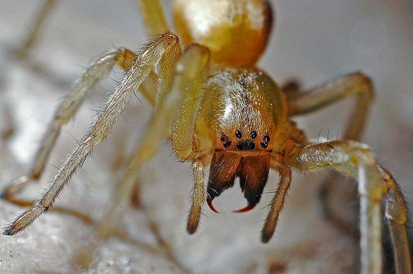 Na hiljade paukova svakodnevno okupira istu kantu za smeće