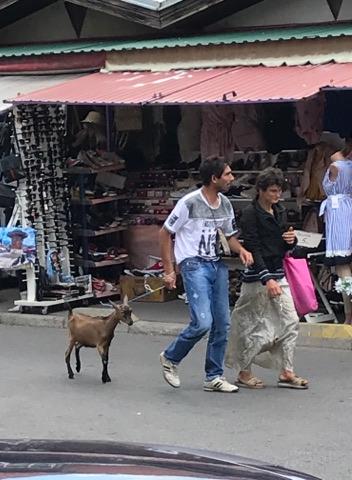 Ludnica na Ilidži: Pogledajte kako Sandala i Merdžan šetaju s jarcem