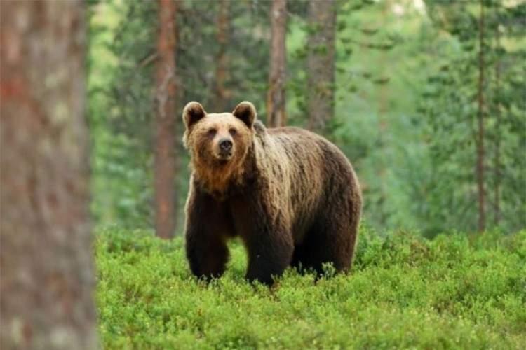 Životinja teško povrijedila poljoprivrednika - Avaz