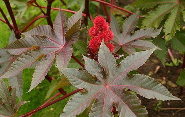 Ricinus communis - Avaz