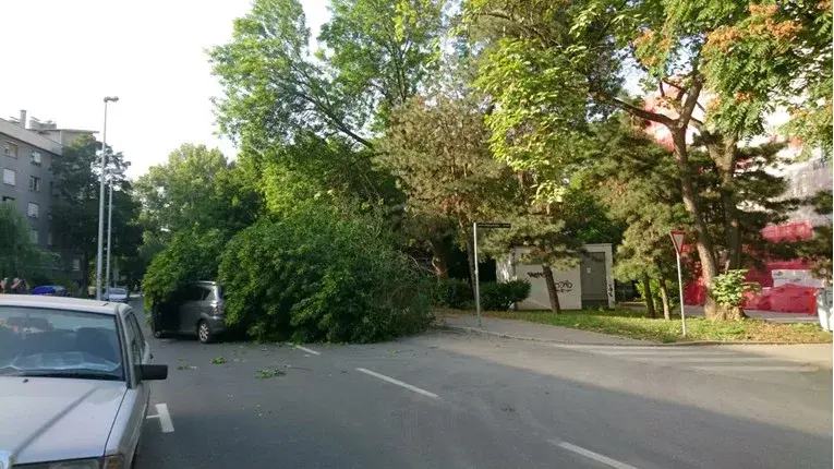 Stablo palo na auto u vožnji