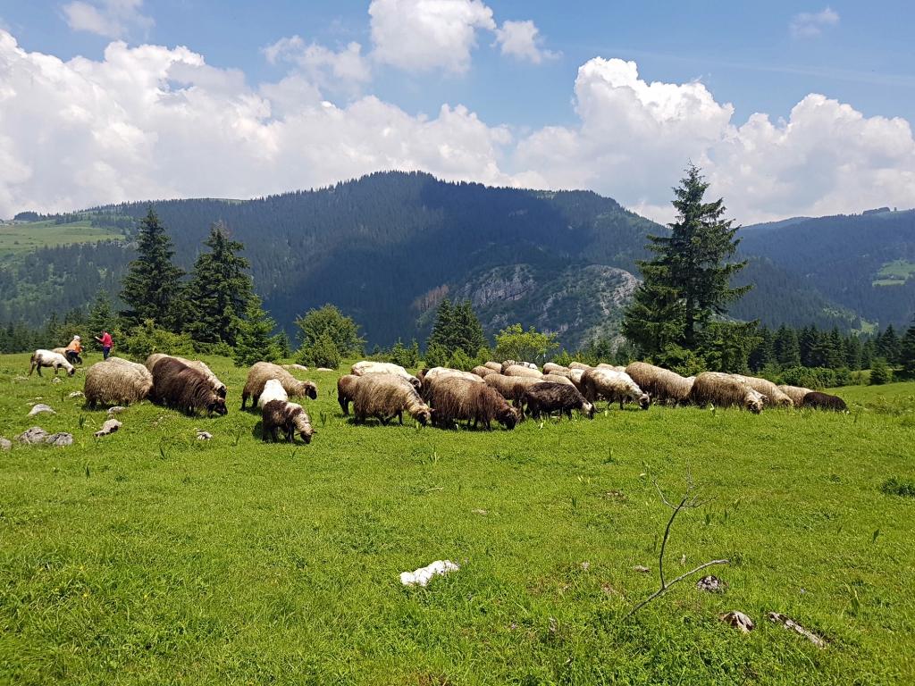 Požar kasno uočen - Avaz