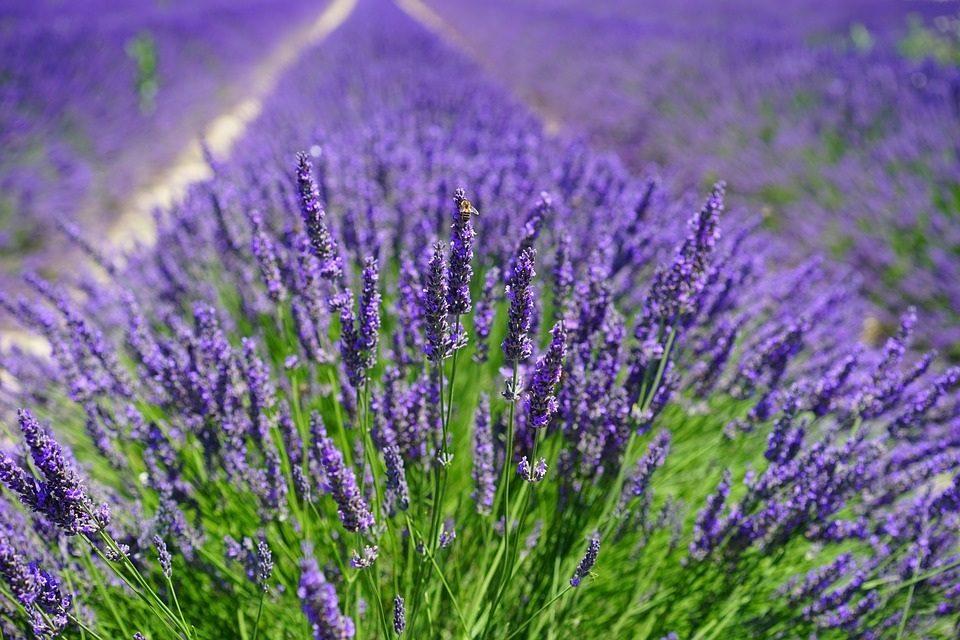 Lavanda - omiljeni miris i snažan lijek