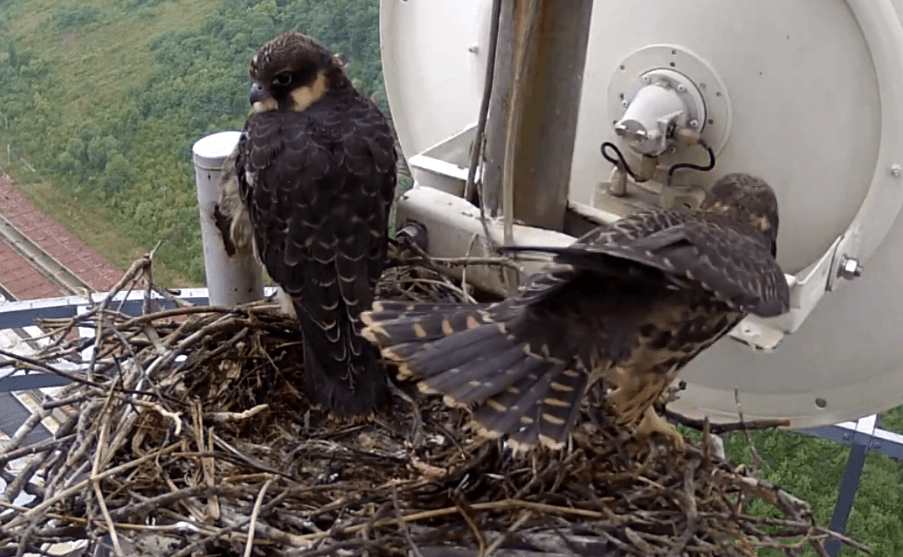 Pogledajte video: Kako su sokoli rasli i na kraju napustili gnijezdo