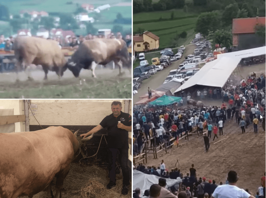 Pogledajte video: Medonja i Jelenko probili zaštitnu ogradu na koridi, pa razbacali stolove ispod šatora