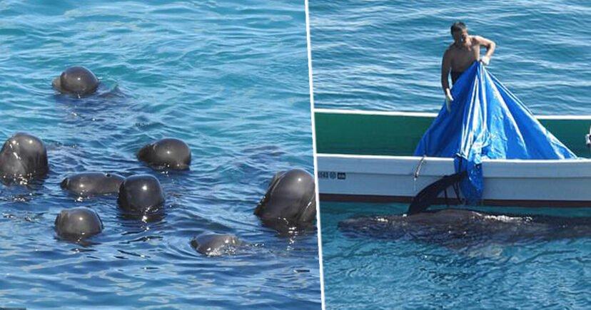 Video: Iscrpljeni i preplašeni delfini zabijaju se u stijene, a u zoru ih je dočekao završni maskar