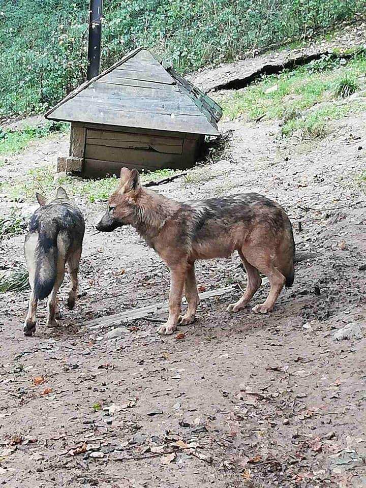 Mladunče vuka koje je spašeno ljetos, raste i razvija se - Avaz