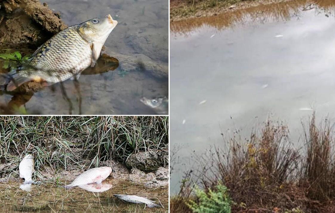 Veliki pomor ribe u Sušici kraj deponije „Uborak“, inspekcija gluha na njihove pozive