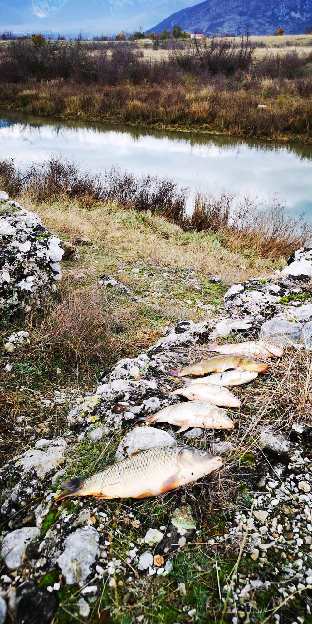 U vodi nisu nađeni zagađivači, uzrok uginuća ribe nepoznat