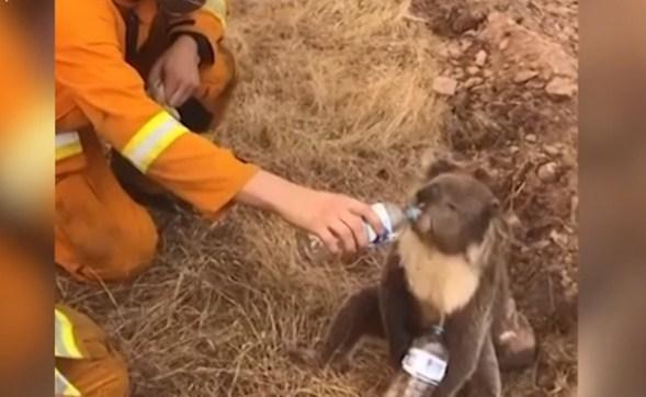 Koala od vatrogasaca dobila flašicu vode usred požara u Australiji