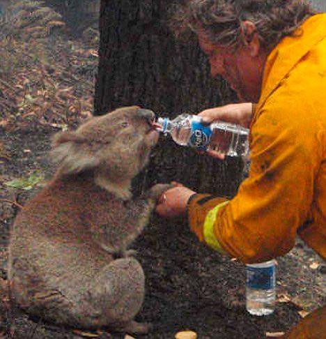 Požar u Australiji - Avaz