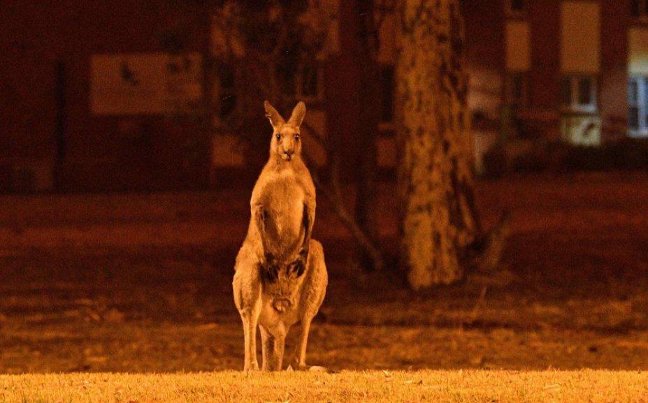 Požar u Australiji - Avaz