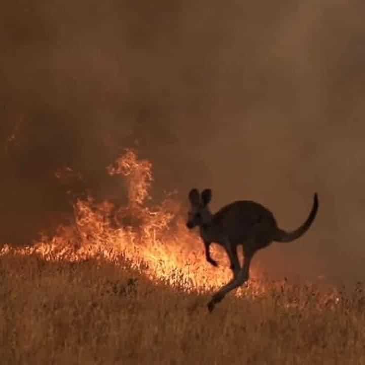 Požar u Australiji - Avaz